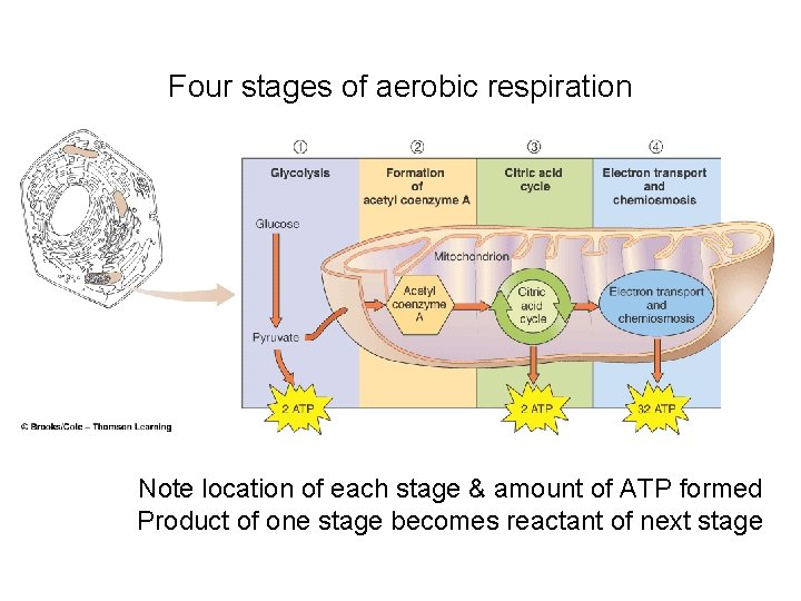 Four stages of aerobic respiration Note location of each stage & amount of ATP