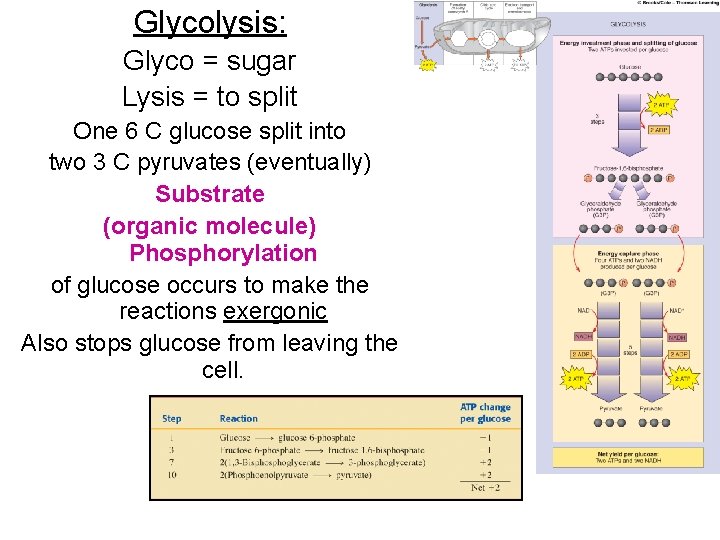 Glycolysis: Glyco = sugar Lysis = to split One 6 C glucose split into