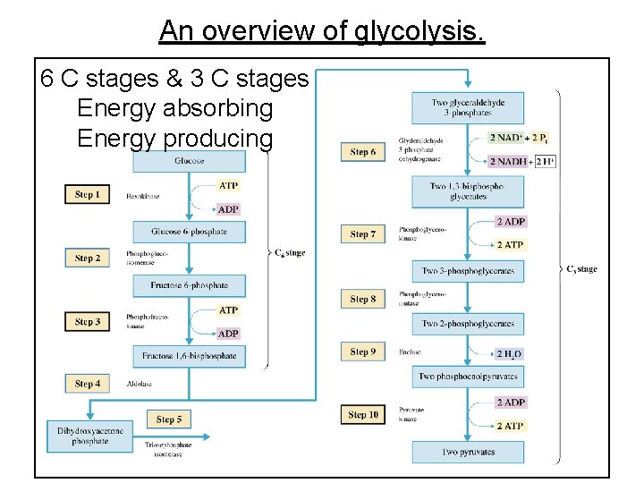 An overview of glycolysis. 6 C stages & 3 C stages Energy absorbing Energy