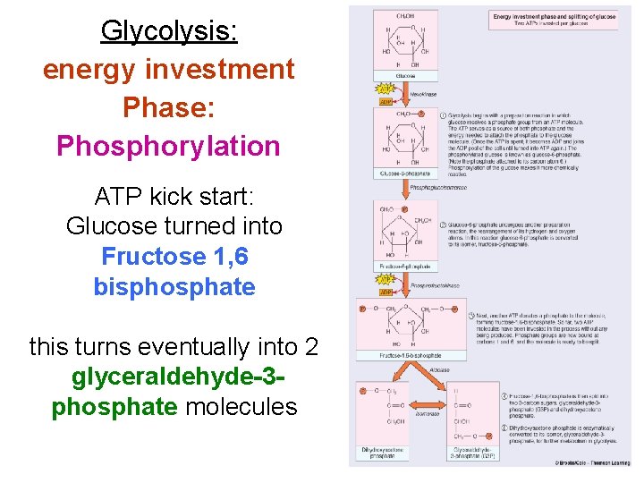 Glycolysis: energy investment Phase: Phosphorylation ATP kick start: Glucose turned into Fructose 1, 6