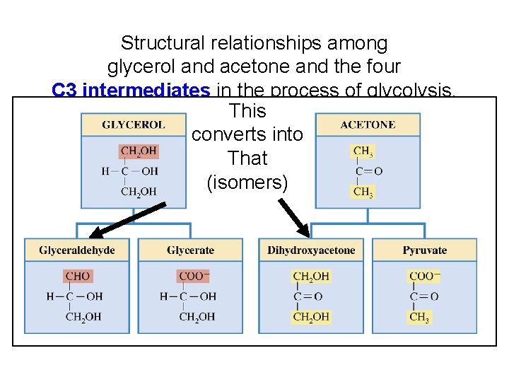 Structural relationships among glycerol and acetone and the four C 3 intermediates in the