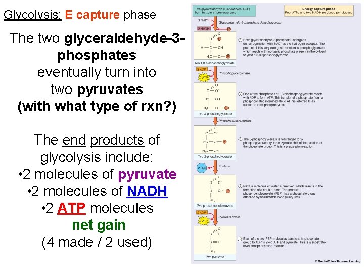 Glycolysis: E capture phase The two glyceraldehyde-3 phosphates eventually turn into two pyruvates (with