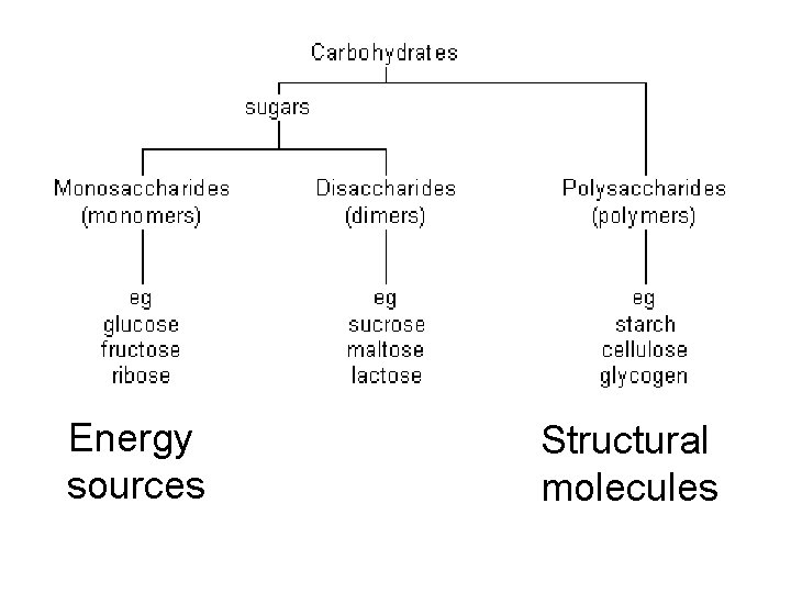 Energy sources Structural molecules 