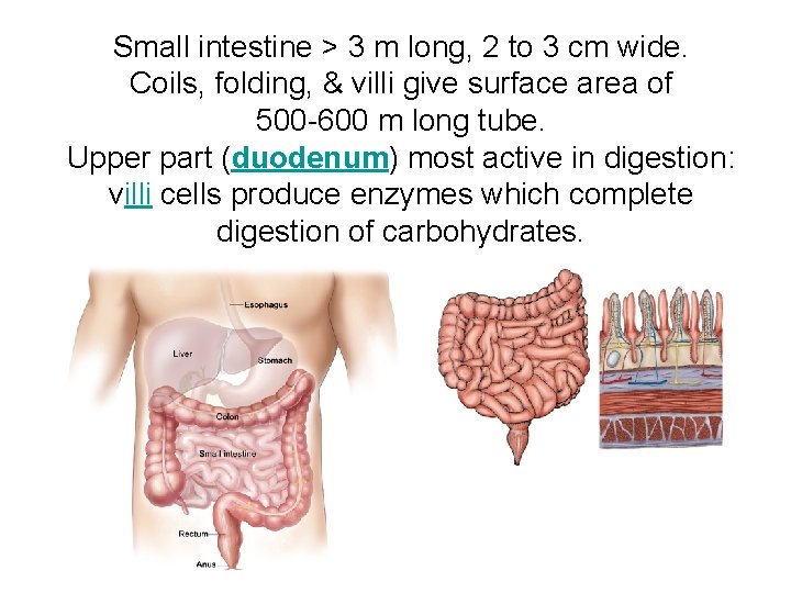 Small intestine > 3 m long, 2 to 3 cm wide. Coils, folding, &