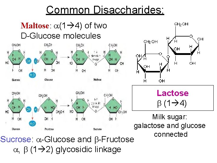 Common Disaccharides: Maltose: (1 4) of two D-Glucose molecules Lactose (1 4) Milk sugar: