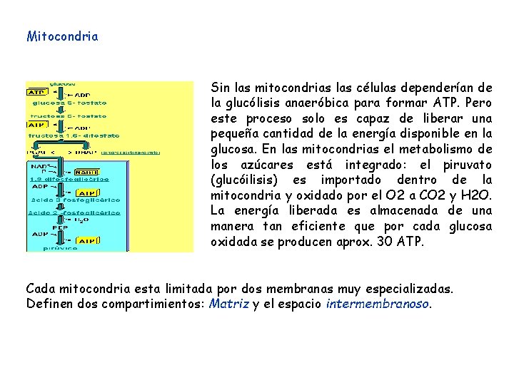 Mitocondria Sin las mitocondrias las células dependerían de la glucólisis anaeróbica para formar ATP.