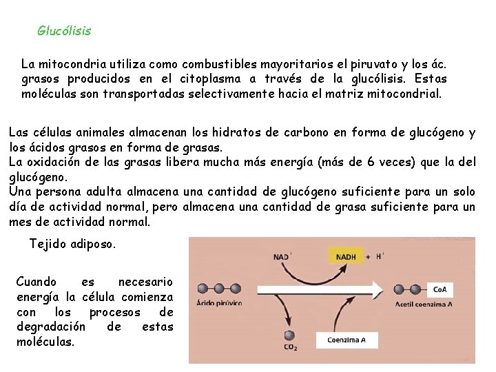 Glucólisis La mitocondria utiliza como combustibles mayoritarios el piruvato y los ác. grasos producidos Glucólisis La mitocondria utiliza como combustibles mayoritarios el piruvato y los ác. grasos producidos