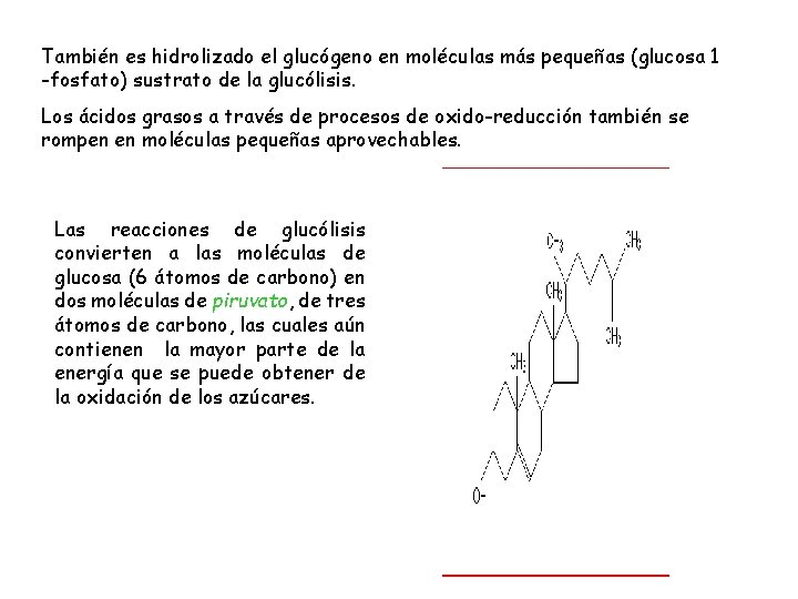 También es hidrolizado el glucógeno en moléculas más pequeñas (glucosa 1 -fosfato) sustrato de