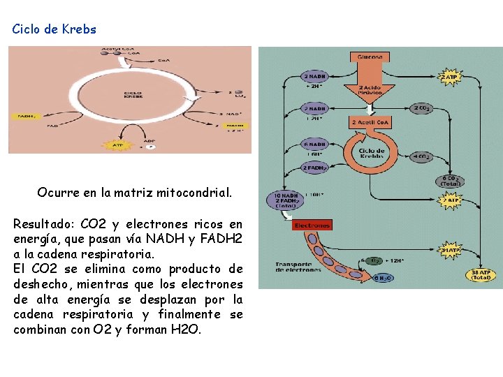 Ciclo de Krebs Ocurre en la matriz mitocondrial. Resultado: CO 2 y electrones ricos Ciclo de Krebs Ocurre en la matriz mitocondrial. Resultado: CO 2 y electrones ricos
