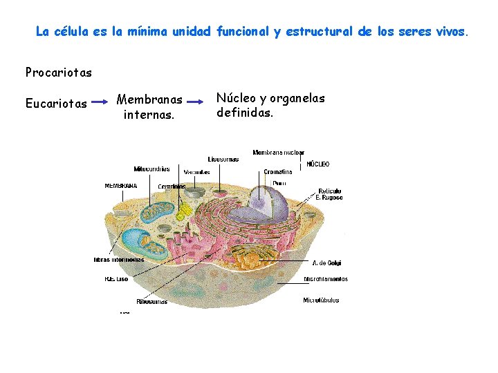 La célula es la mínima unidad funcional y estructural de los seres vivos. Procariotas