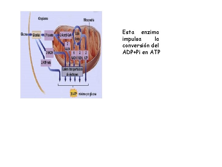 Esta enzima impulsa la conversión del ADP+Pi en ATP Esta enzima impulsa la conversión del ADP+Pi en ATP