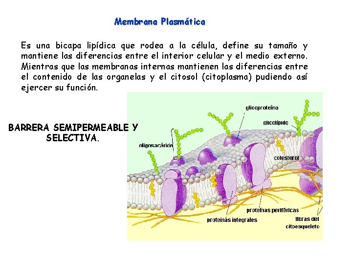 Membrana Plasmática Es una bicapa lipídica que rodea a la célula, define su tamaño