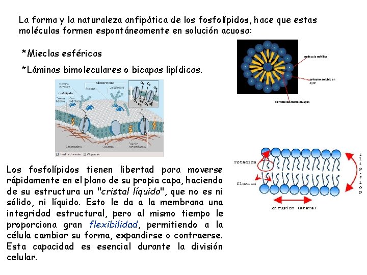La forma y la naturaleza anfipática de los fosfolípidos, hace que estas moléculas formen La forma y la naturaleza anfipática de los fosfolípidos, hace que estas moléculas formen