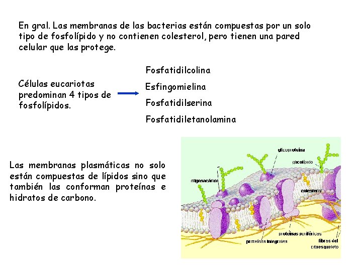En gral. Las membranas de las bacterias están compuestas por un solo tipo de En gral. Las membranas de las bacterias están compuestas por un solo tipo de