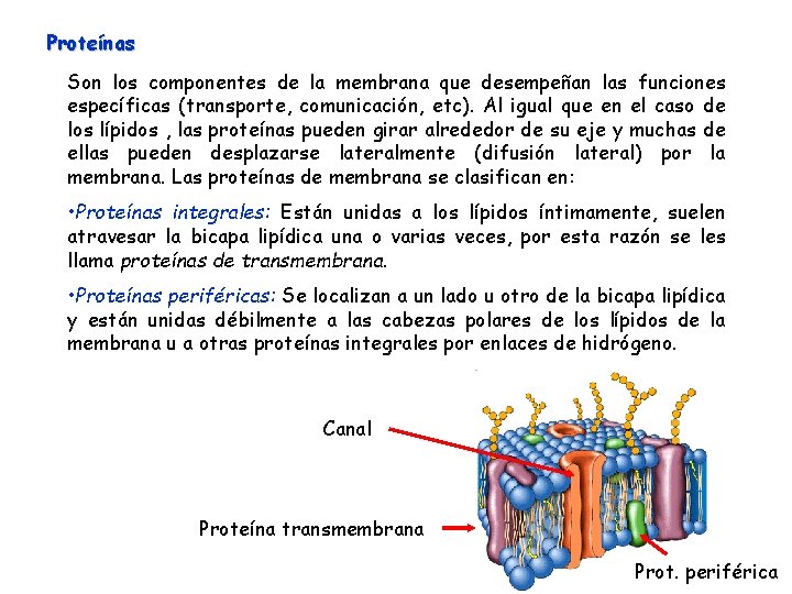 Proteínas Son los componentes de la membrana que desempeñan las funciones específicas (transporte, comunicación,