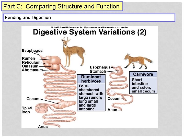 Part C: Comparing Structure and Function Feeding and Digestion 