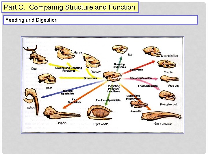 Part C: Comparing Structure and Function Feeding and Digestion 