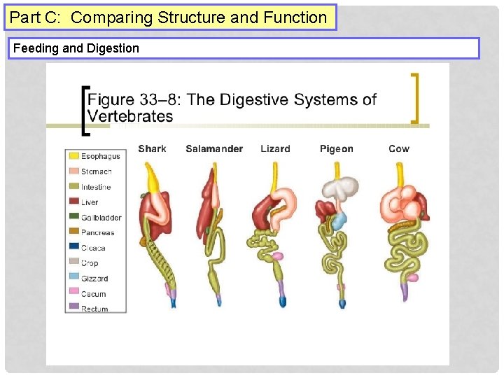 Part C: Comparing Structure and Function Feeding and Digestion 