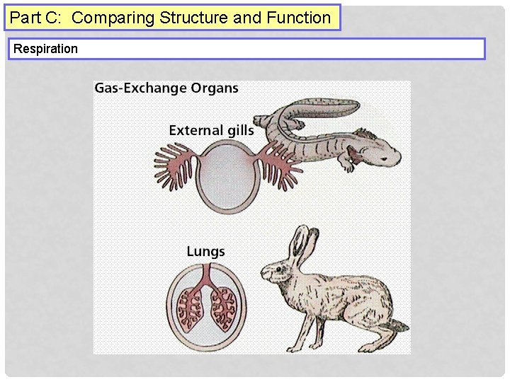 Part C: Comparing Structure and Function Respiration 