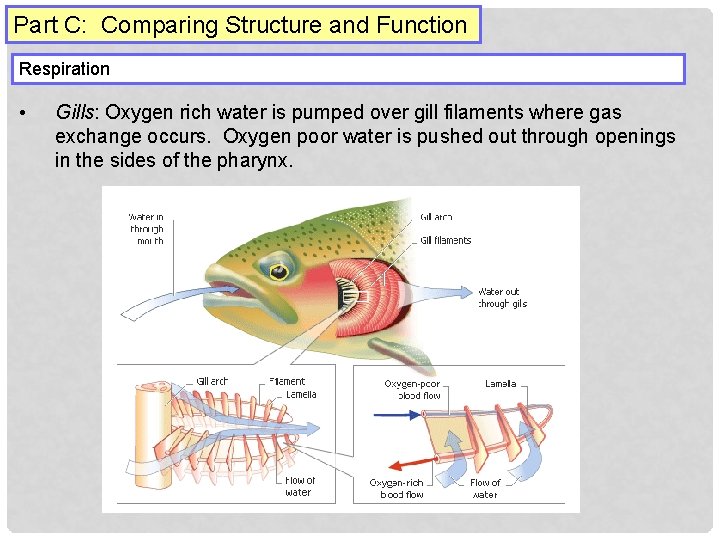 Part C: Comparing Structure and Function Respiration • Gills: Oxygen rich water is pumped