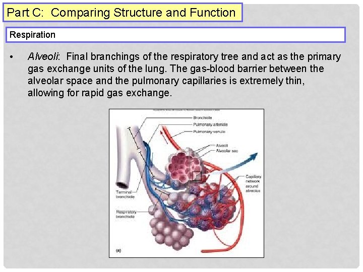 Part C: Comparing Structure and Function Respiration • Alveoli: Final branchings of the respiratory