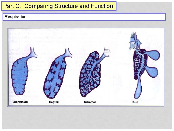 Part C: Comparing Structure and Function Respiration 