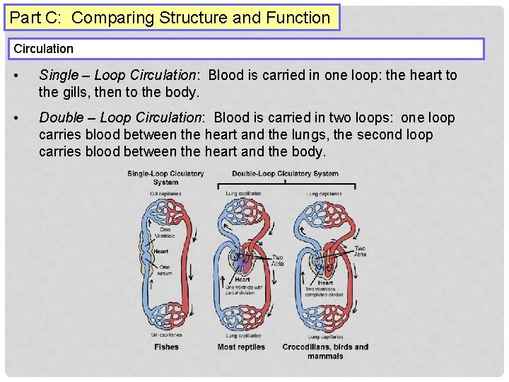 Part C: Comparing Structure and Function Circulation • Single – Loop Circulation: Blood is