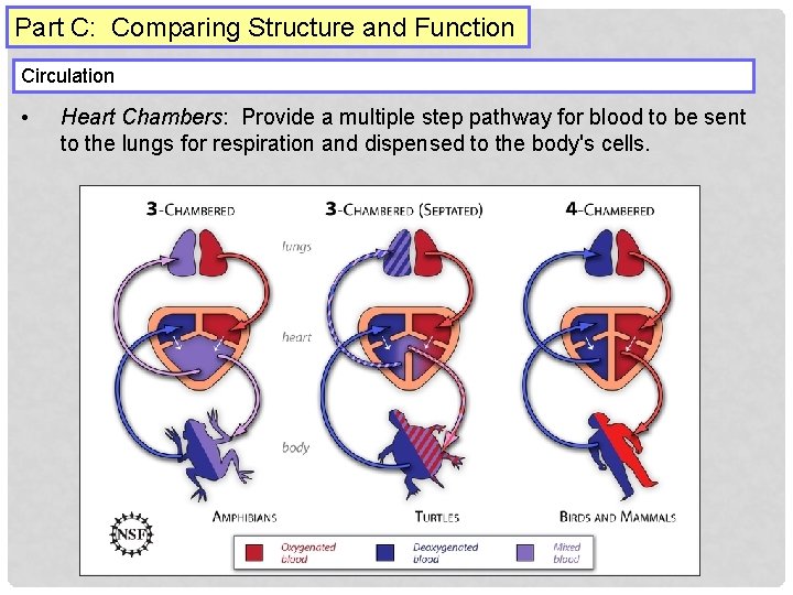Part C: Comparing Structure and Function Circulation • Heart Chambers: Provide a multiple step