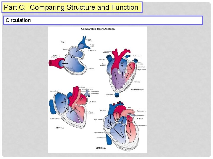Part C: Comparing Structure and Function Circulation 