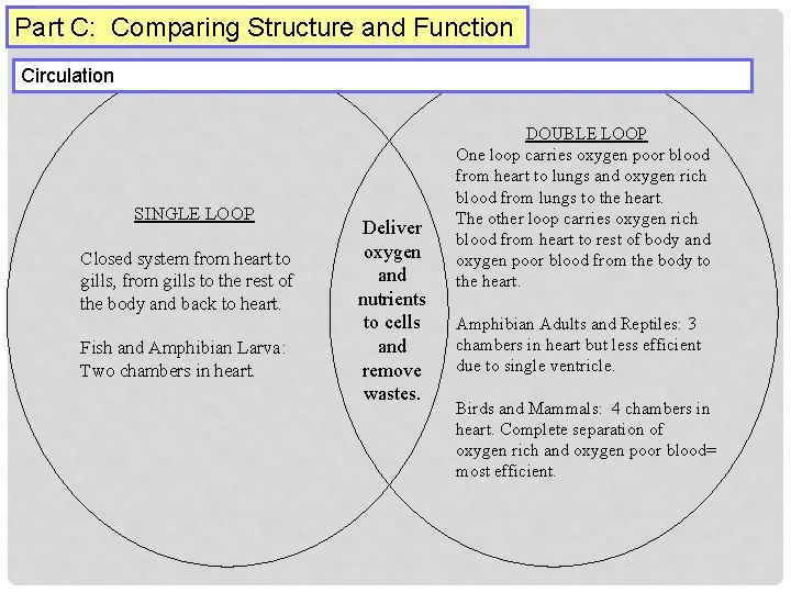 Part C: Comparing Structure and Function Circulation SINGLE LOOP Closed system from heart to