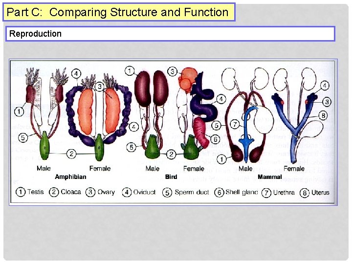 Part C: Comparing Structure and Function Reproduction 