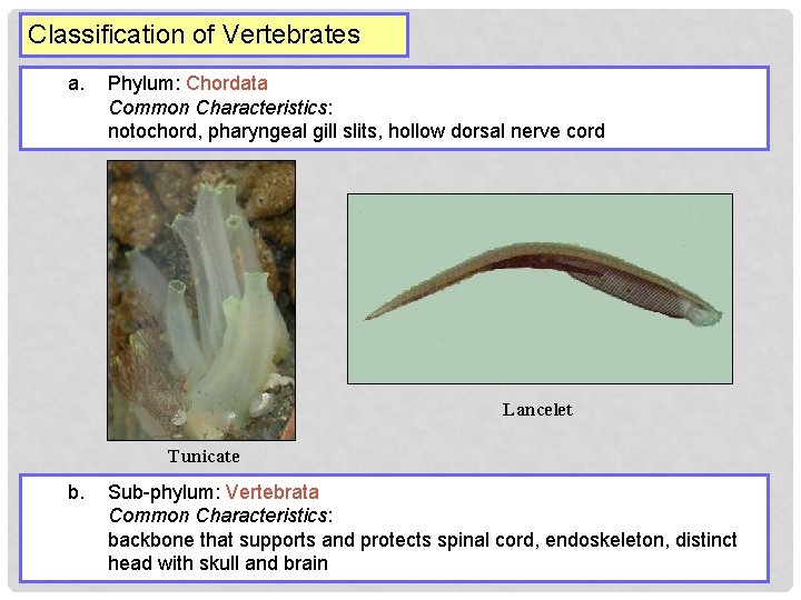 Classification of Vertebrates a. Phylum: Chordata Common Characteristics: notochord, pharyngeal gill slits, hollow dorsal