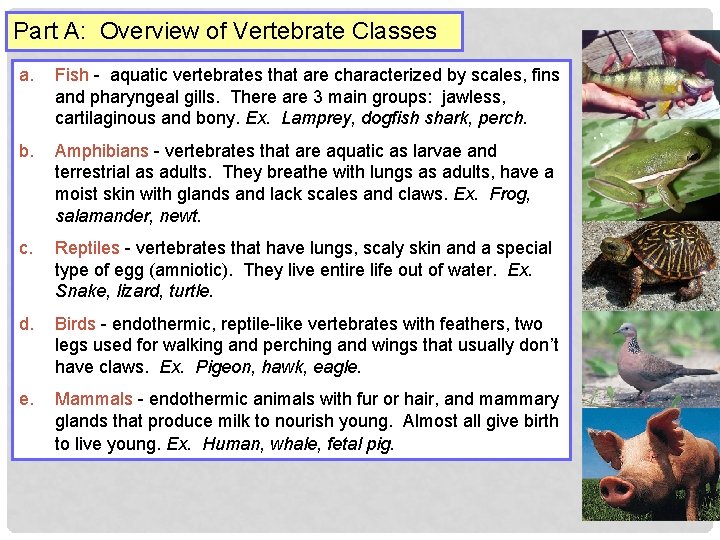 Part A: Overview of Vertebrate Classes a. Fish - aquatic vertebrates that are characterized