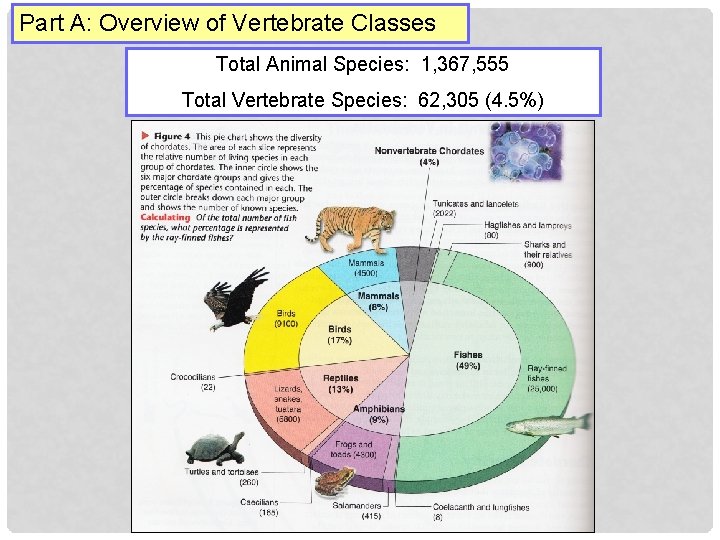 Part A: Overview of Vertebrate Classes Total Animal Species: 1, 367, 555 Total Vertebrate