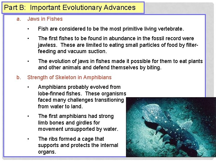 Part B: Important Evolutionary Advances a. b. Jaws in Fishes • Fish are considered