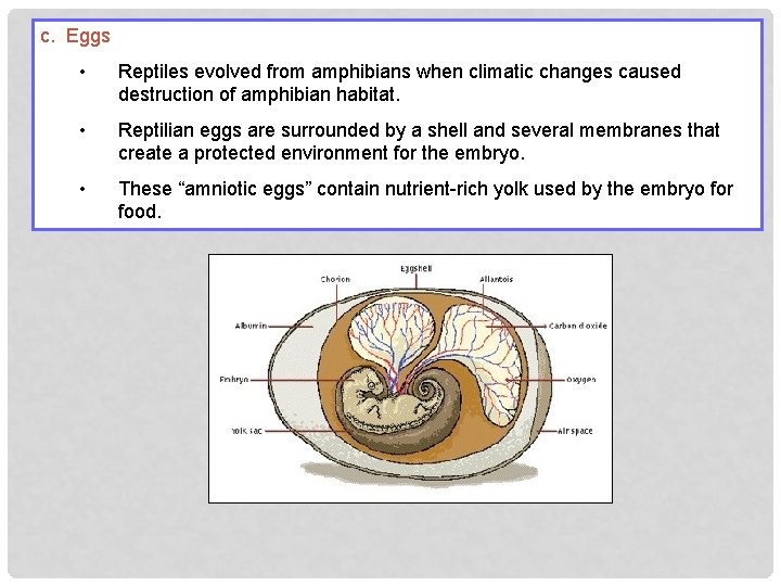 c. Eggs • Reptiles evolved from amphibians when climatic changes caused destruction of amphibian