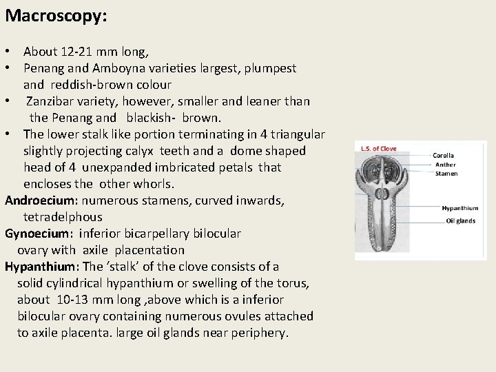 Macroscopy: • About 12 -21 mm long, • Penang and Amboyna varieties largest, plumpest