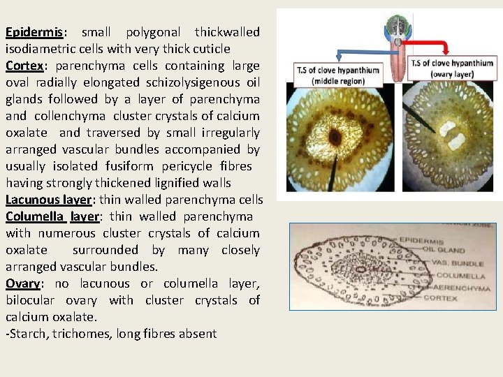 Epidermis: small polygonal thickwalled isodiametric cells with very thick cuticle Cortex: parenchyma cells containing