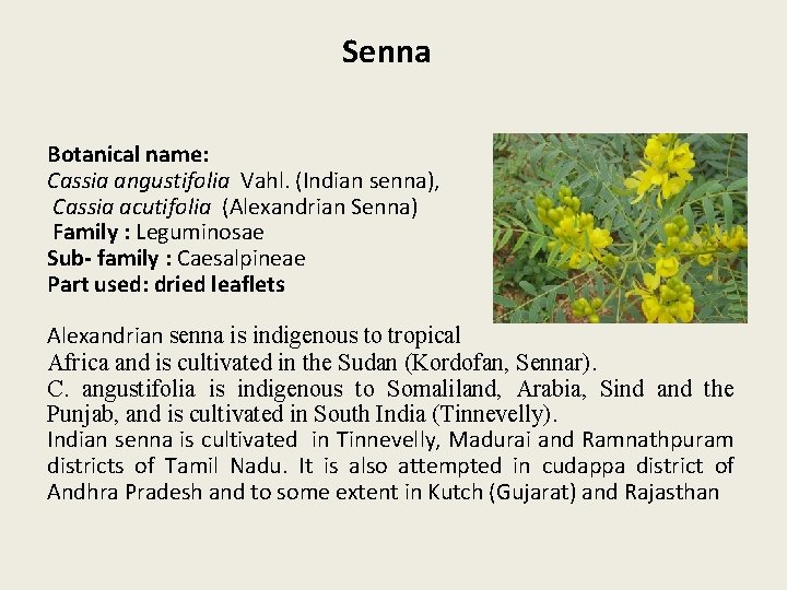 Senna Botanical name: Cassia angustifolia Vahl. (Indian senna), Cassia acutifolia (Alexandrian Senna) Family :