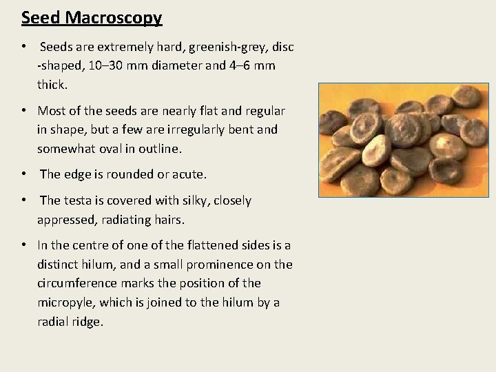 Seed Macroscopy • Seeds are extremely hard, greenish-grey, disc -shaped, 10– 30 mm diameter
