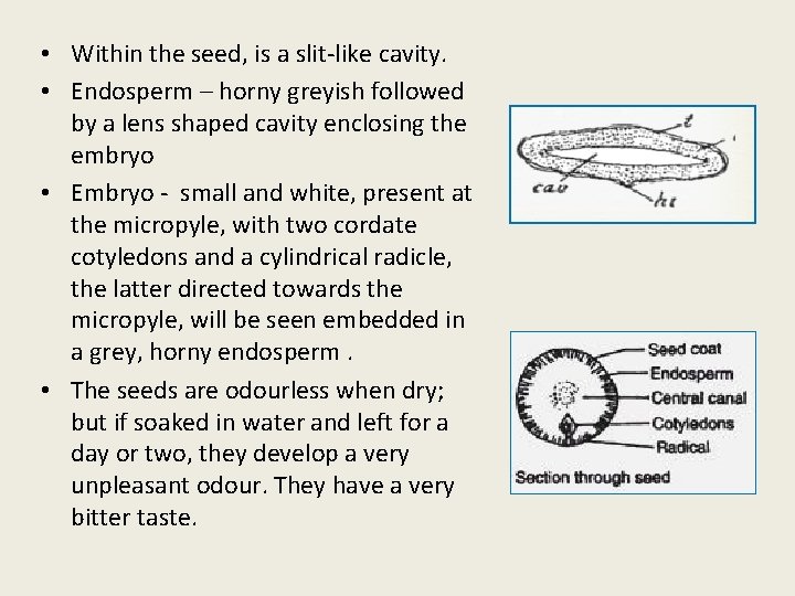 • Within the seed, is a slit-like cavity. • Endosperm – horny greyish