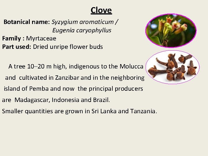Clove Botanical name: Syzygium aromaticum / Eugenia caryophyllus Family : Myrtaceae Part used: Dried