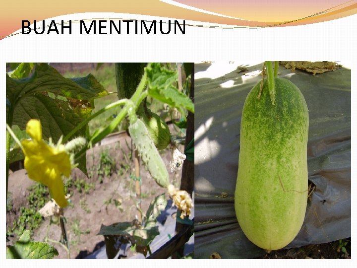 BUAH MENTIMUN 