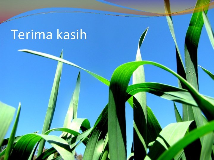 Terima kasih Terima kasih