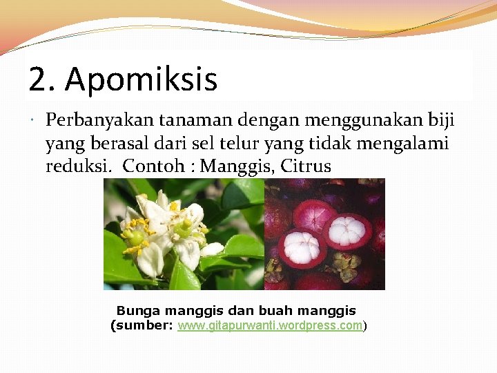 2. Apomiksis Perbanyakan tanaman dengan menggunakan biji yang berasal dari sel telur yang tidak