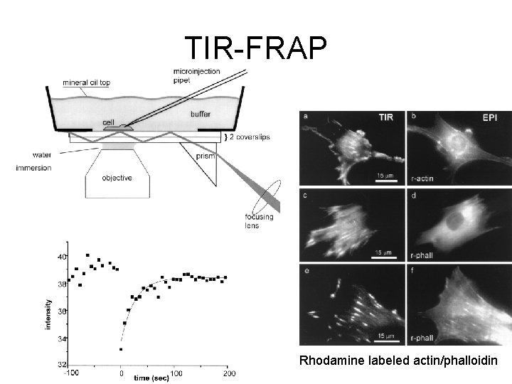 TIR-FRAP Rhodamine labeled actin/phalloidin 