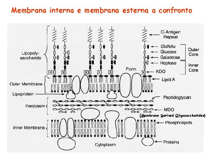 Membrana interna e membrana esterna a confronto (Membrane Derived Oligosaccharides) 