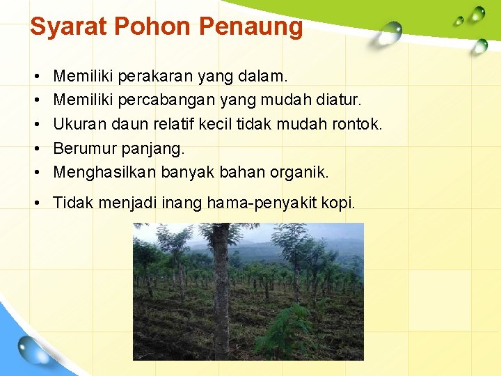 Syarat Pohon Penaung • • • Memiliki perakaran yang dalam. Memiliki percabangan yang mudah