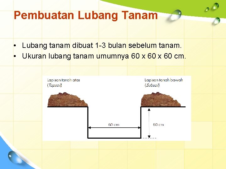 Pembuatan Lubang Tanam • Lubang tanam dibuat 1 -3 bulan sebelum tanam. • Ukuran