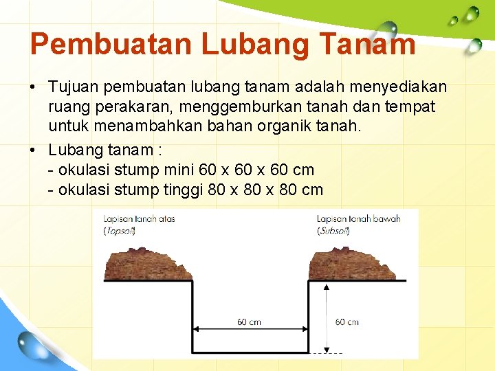Pembuatan Lubang Tanam • Tujuan pembuatan lubang tanam adalah menyediakan ruang perakaran, menggemburkan tanah